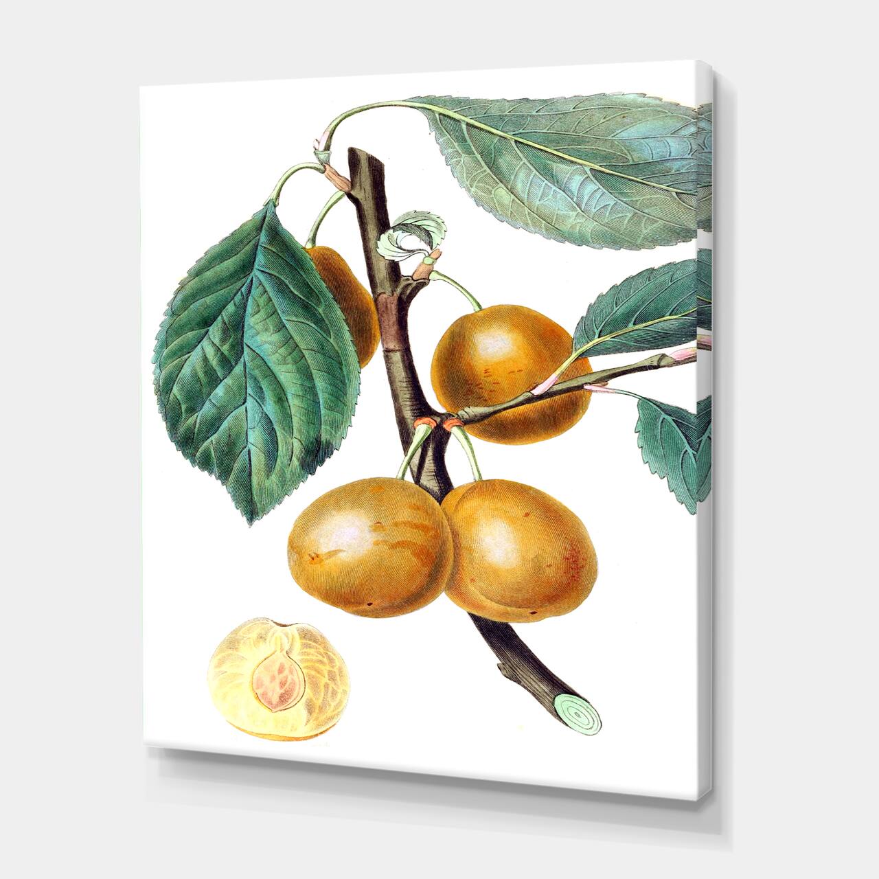 Designart - Vintage Fruits II - Farmhouse Canvas Wall Art Print